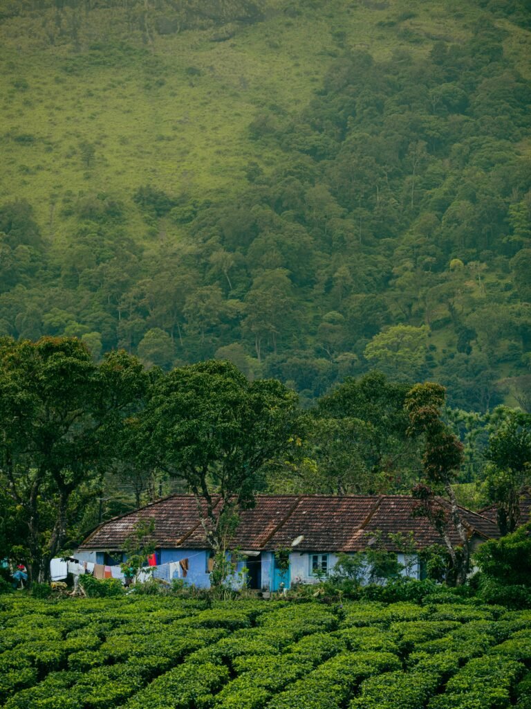 A picturesque cottage nestled amid verdant hills and tea plantations.